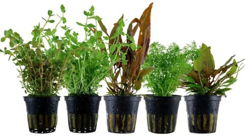 AquaOne Aquarium Pflanzen I 5x Wasserpflanzen Set I Mittelgrund Aquarienpflanzen I Rotala Cryptocoryne Lindernia Limnophila I Set mit 5 Mittelgrundpflanzen