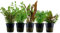 AquaOne Aquarium Pflanzen I 5x Wasserpflanzen Set I Mittelgrund Aquarienpflanzen I Rotala Cryptocoryne Lindernia Limnophila I Set mit 5 Mittelgrundpflanzen