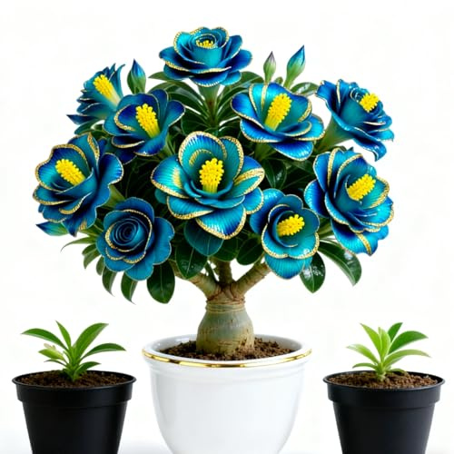 Rosa del deserto bonsai Per fioriere,eleganti,Adenium obesum vera,Capolavori in vaso di premium a rapida crescita brillante,Bellezza Ambiente,garden stakes.-1unità-D