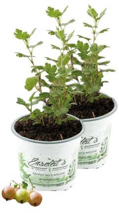 2x Gelbe Stachelbeere 'Lady Sun' - Dornenlose Beeren-Spezialität