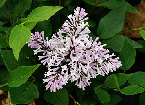 Flieder violette Blüte Koreanischer Zwergflieder Syringa patula Miss Kim Containerware 40-60 cm hoch