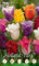 Holland Park 228267 Gefranste Tulpe Mischung (5 Stück) (Tulpenzwiebeln)