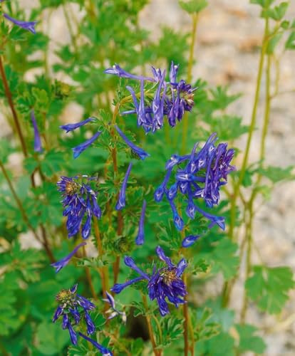 Corydalis elata 'Spinners' 9x9 cm Topf – Winterhart, Mehrjährig, Pflegeleicht – Lerchensporn – Staude für Schattenbeet & Gehölzrand