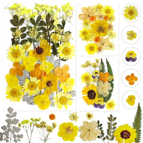 Getrocknete Blumen (Gelb) Gepresste Blüten Getrocknete Blumen Getrocknete Blüten Trockenblumen Gepresst Blüten Getrocknet Trockenblumen Gelb Echte Natürliche Blumen für DIY Harz Schmuck Kunsthandwerk