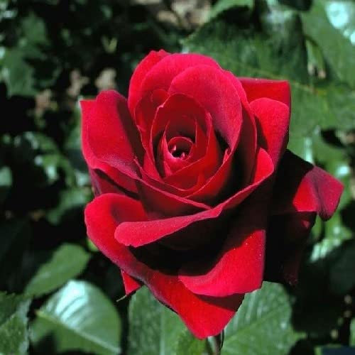 Pianta vera di Rosa - Rosso Rubino - Diametro Vaso Ø 19 cm
