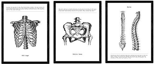 Nacnic Satz von 3 Postern mit Bildern des menschlichen Körpers | Sammlung von schwarz-weiß Bildern über Biologie, Gesundheit, Anatomie und Medizin | Brustkorb, Becken, Wirbelsäule