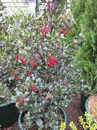 Ilex meservae Blue Euro - Stechpalme Blue Euro