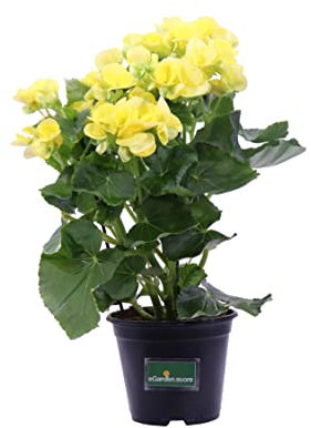 Pianta di Begonia Elatior pianta da interno pianta fiorita in vaso pianta ornamentale pianta da arredo pianta da appartamento pianta vera venduta da eGarden.store (Giallo)