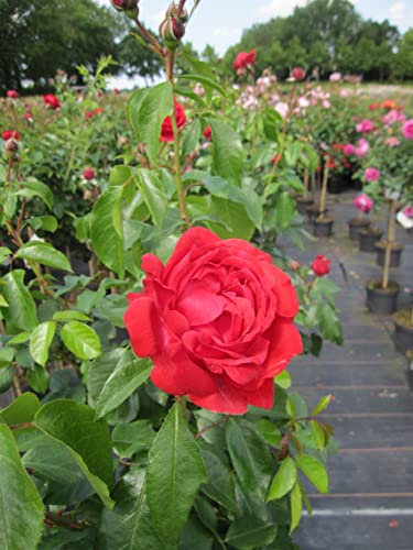 Rosa Out of Rosenheim ® - Hochstammrose - Märchenrose - Kordes-Rose