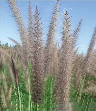 ADB Inc 20 Semi/Pack, Kikuyu Erba semi, Pennisetum alopecuroides Erba ornamentale (Kikuyu 4 Pack)