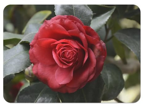 Set di 4 tovagliette in sughero, con fondo in sughero, grande dimensioni: 39,5 x 28,5 cm, colore: rosso scuro