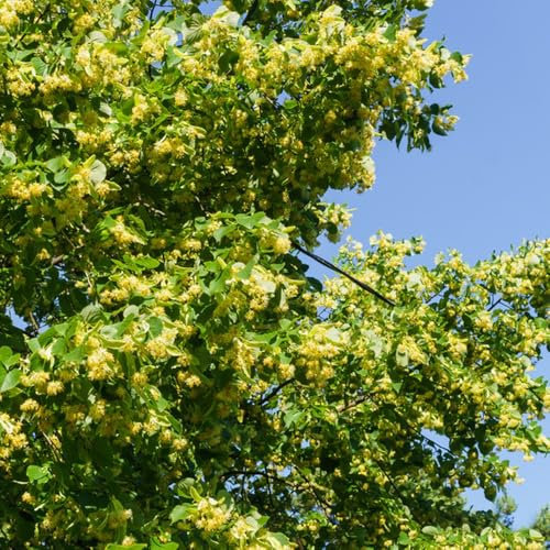 lindenbaum pflanze samen - winterharte stauden mehrjährig linden baum winterharte pflanzen für den garten geschenke für gartenfreunde exotische zimmerpflanzen samen bio saatgut 20pcs