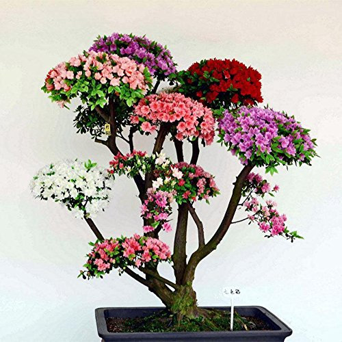 New Bonsai-Baum japanischen Sakura-Samen 10pcs Bunte Kirsche Pflanzen für Haus & Garten Schöne Blumen blühen