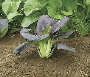 Pak choi red choi 1,000 seeds