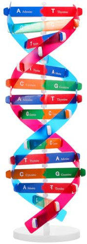 Warmhm DNA-Modell Doppelhelix Bausatz Selbst Zusammenbauender DNA-Ausstellungsständer Für Gene Lernspielzeug Biologie Lehrhilfe Wissenschaftliches Experimentierkasten Für Kinder Und Schüler