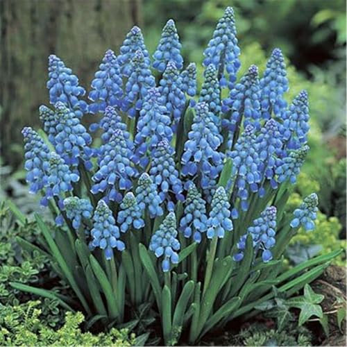 Hardy Perennial,Hyacinth Hyacinth Bulbs Plants UK, Excellent Display-6bulbs-B