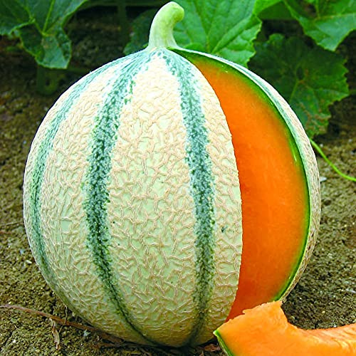 Bedwen Melon 'Anasta' F1 Grafted 2L Plant – Sweet Charentais Type French Muskmelon for Greenhouse Growing, Patio Pots & Summer Treats