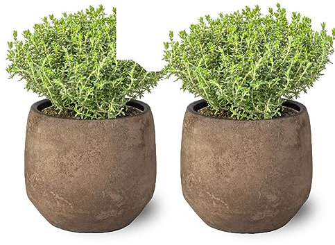 Tomillo Pack de 2 Plantas Naturales para Cocinar Maceta Ø 10 Altura 20 cm Interior y Exterior Hierba Aromática para Huerto Urbano y Jardín