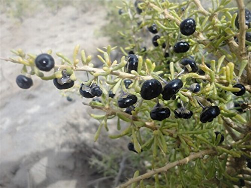 Ponak Neue 20 Goji-Beeren-Samen