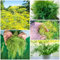 300 Pcs Dill Samen Mehrjährig - Wintergemüse Samen, Kräuterpflanzen Dillsamen Kaufen, Samen Gemüse, Kräutersamen Balkon Gemüse, Kräutergarten Indoor Gemüsesamen, Indoor Kräutergarten