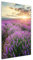 Tulup - Impression sur Verre Acrylique - 70x140 - Image sur Plexiglas - Déco Mural derrière Le Plastique - Tableaux pour la Mur - Mural Art - Décoration - Paysage - Violet - Champ de Lavande