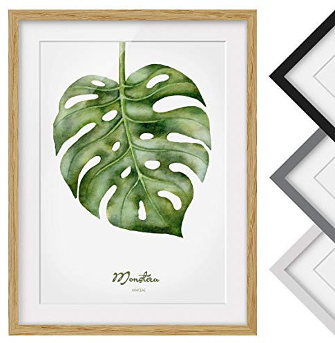 Bild mit Rahmen - Aquarell Botanik Monstera - Rahmenfarbe Eiche, 40 x 30 cm
