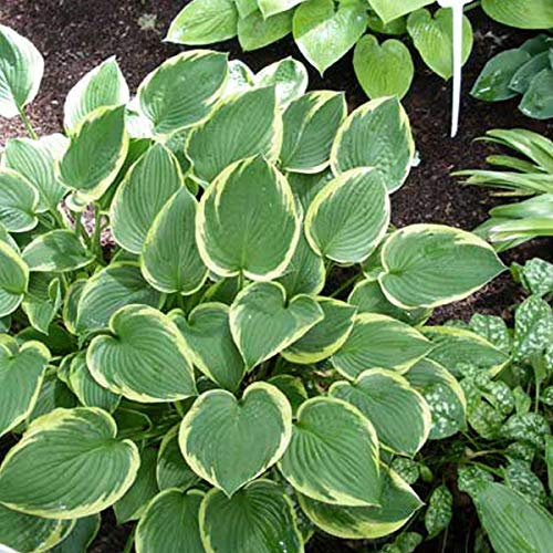 6 x Goldrand Funkie - Hosta Fortunei 'Aureomarginata': Grüne Blätter mit goldenem Rand.