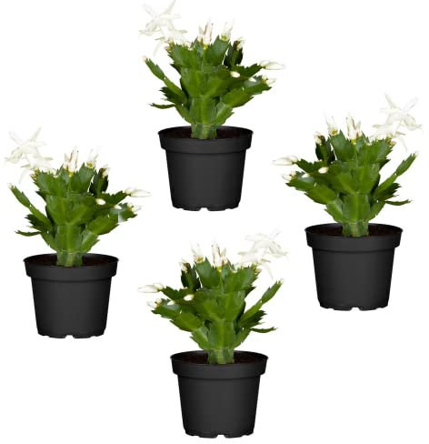 Cactus de la Navidad de Color Blanco | Pack de 4 Plantas | DECOALIVE | Plantas de Navidad Naturales