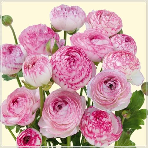 Ranunkelzwiebel, Butterblumenzwiebel, Winterhart Mehrjährig,Pflegeleicht,Runde KugelblüTenform，Wasserbedarf Gering,Blumenzwiebeln, Ranunkeln Zwiebeln Winterhart-20zwiebeln-A