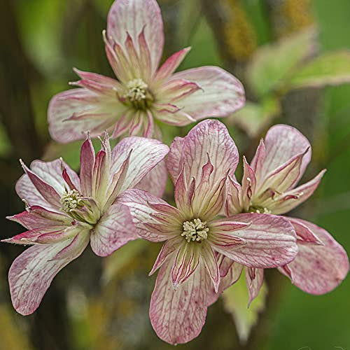 Clematis Montana Marjorie | Deciduous Outdoor Garden Climber Plant in 2L Pot