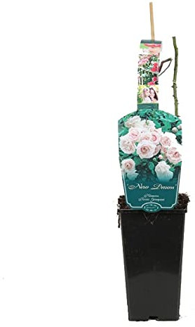 Arborix, plus vert - moins cher New Dawn' Kletterrosen, 3,5 l, Rot, Weiß/Rosa