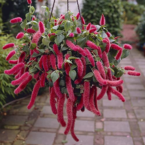 Dwarf Pomegranate Plant House Plant Seeds Punica granatum 'Orange Master' Hardy Shrub Easy to Grow Your Own Houseplants 1x Pack Seed (Approx. 8 Seeds) by Thompson and Morgan