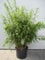 Fargesia rufa C1-1 Liter Schirmbambus - Heckenbambus