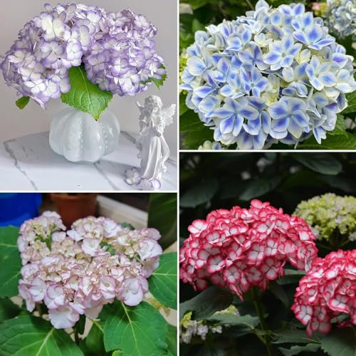 80 pcs hortensien samen balkon blumensamen （hortensien） pflanzen garten bodendecker winterhart mehrjährig Saatgut hortensien winterhart zimmerpflanzen samen stauden winterhart mehrjährig