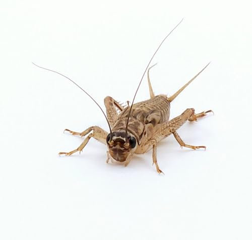 Eurocrickets Heimchen lebend | Mittel (12–14 mm) | 1000 Stück MEGA Pack | Futterinsekten für Reptilien, Vögel & Amphibien