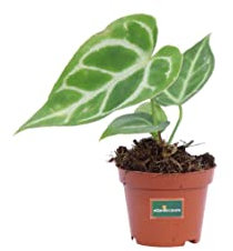 Pianta di Anthurium Crystallinum pianta da interno pianta vera pianta ornamentale di Anthurium Crystallinum pianta tropicale pianta da arredo venduta da eGarden.store
