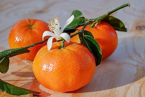 Mandarinenbäumchen 100-140 cm C/17 - Citrus reticulata - Mandarine Pflanze