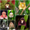 100 pcs affen orchidee pflanze kaufen samen, blumen samen, plants affengesicht orchidee, Dracula simia, balkonpflanzen, pflanzen samen indoor topfpflanzen für draußen, blumengarten