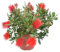 Pianta di Callistemon in vaso Diam: 17 cespuglio