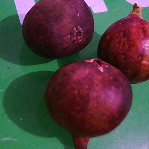 Originalverpackung 6 Samen / Beutel, lila Feigen Samen, Früchte und Feigenbaum Samen Bio-Früchten nahrhafte Frucht Bonsai-Baum