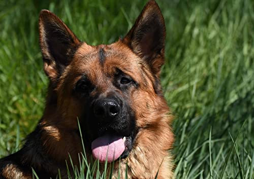 HANSEPUZZLE 34563 - Schäferhund Puzzle 130 Teile | Tierwelt Puzzle mit hochwertiger Puzzle Aufbewahrung: Kartonbox und wiederverschließbarem Beutel | Puzzle-Maße: 28,7 x 20 cm