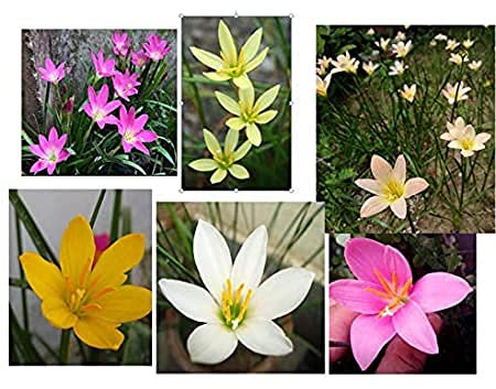 Aamish 100 pezzi di semi da fiore misti di giglio della pioggia