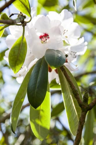 Rhododendron 120-140 cm Ballen Rhododendron calophytum winterhart immergrün