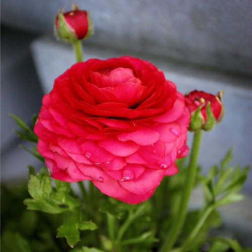 Ranunkelzwiebel, Butterblumenzwiebel, Winterhart Mehrjährig,Wasserbedarf Gering,Pflegeleicht,Runde KugelblüTenform，Blumenzwiebeln, Ranunkeln Zwiebeln Winterhart-20zwiebeln-B