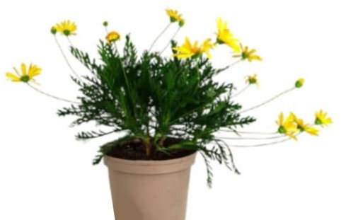 Planta natural Euryops, 20-30 cm. Margarita Amarilla. Arbusto perenne con flores amarillas abundantes, follaje verde y gran resistencia. Segura Garden.