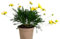 Planta natural Euryops, 20-30 cm. Margarita Amarilla. Arbusto perenne con flores amarillas abundantes, follaje verde y gran resistencia. Segura Garden.
