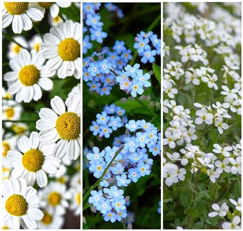 Echte Kamille, Hirtentäschel, Acker Vergissmeinnicht Samen. 'Wildblumen - Heilpflanzen Mix' (100000 Samen)