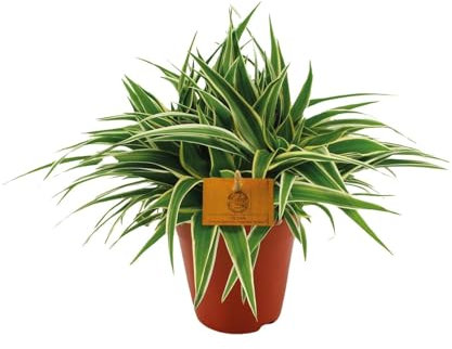 Chlorophytum Ozean - 25cm - Ø15cm - Zimmerpflanze - Immergrün