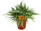 Chlorophytum Ozean - 25cm - Ø15cm - Zimmerpflanze - Immergrün