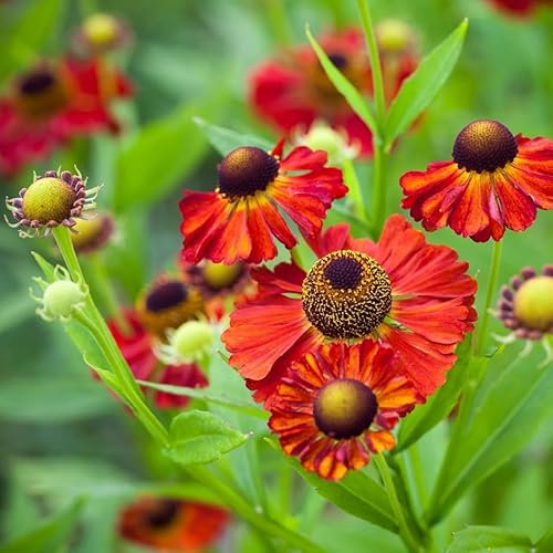 Plant Theory Moerheim Beauty Sneezeweed Perennials Flowering Plants Helenium 2L Pot